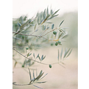 The Olive Branch at Sovereign Farms 