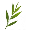 The Willows At Red Oak Recovery logo