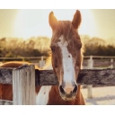 Therapeutic Horsemanship logo