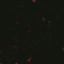 Cellectar Biosciences, Inc.