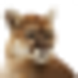 شعار Puma Biotechnology Inc