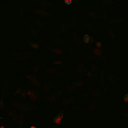 Cellectar Biosciences Inc logo