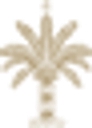 Logo for tigerlilyswimwear.com