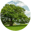 Tree Guardians logo