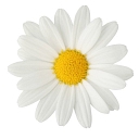 trianglegardener.com logo