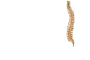 University Spine Center logo