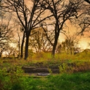 Uw Madison Arboretum logo