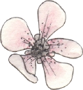 Vanda Floral Design logo
