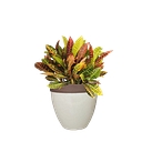 Vera's Nursery Inc