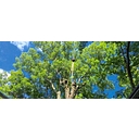 Wade's Tree Service logo