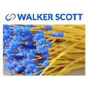 Walker Scott Ltd logo