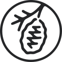 Waverley Street Foundation logo