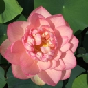 Wentworth Nursery Inc logo