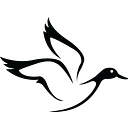 White Duck Outdoors