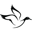 White Duck Outdoors