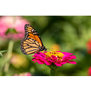 Wholesale Nursery Co