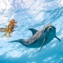 WILD DOLPHIN PROJECT, INC.