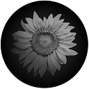 Wildflower International