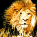 Wildlife Waystation logo