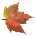 Woodland Care Center logo