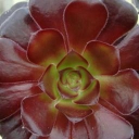 worldofsucculents.com logo