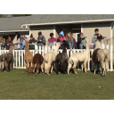 Firwood Farm Alpacas & Rescue