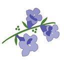 Jacaranda Living