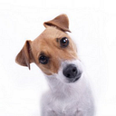 PupLife Dog Supplies