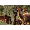 Timber View Farm Alpacas